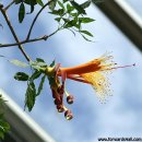 바오밥 나무 baobab tree (원숭이 빵나무) 이야기 이미지