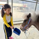 승마체험시간~🐎 이미지