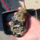 전주푸른솔펜션 | 군산 푸른솔펜션 3탄 조식 그리고 해루질 후기