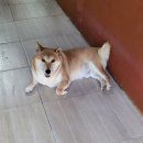 금동백숙 이미지