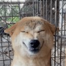 미소짓개 이미지