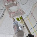 춘천태동요양병원 | 춘천 강원대병원 산부인과 제왕절개 출산 후기 1부 (수술 전날 입원~수술 날 당일)