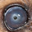 예동물병원 이미지