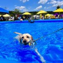 중독(DOG) 이미지