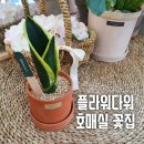 [호매실꽃집, 플라워다워] 실내 공기 정화에 좋은 산세베리아 화분 추천
