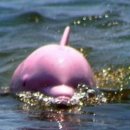 돌고래 PC 이미지