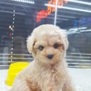 아이러브독 서초점 이미지