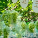 코코농원2 이미지