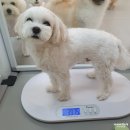 멍치원 이미지