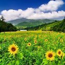 해바라기 이미지