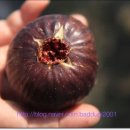 영배농장 이미지