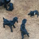 아기염소 이미지