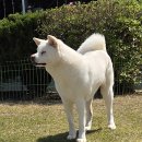 설이 18개월령 이미지
