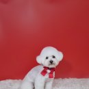 몽쉘몽봉 이미지