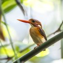 Sulawesi Dwarf Kingfisher 이미지