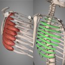 BODY愛(바디애) | 춘천 헬스장 바디애(body愛): 해부학 전거근(Serratus Anterior)
