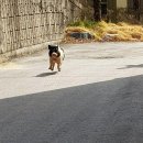 달꽃스시 이미지