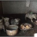 초복농장 이미지