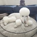 역사지도사 | 반려견행동지도사 따고 애견유치원 교사 된 후기