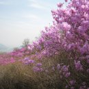 4월 14일(일요일) 경남 창원 비음산 내봉림산 진달래꽃 정기산행 안내 이미지