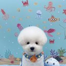 디어마이몽 이미지