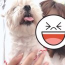 멍멍식탁 이미지