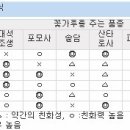 자두심을때 수분수선택은 어떻게 합니까? 이미지