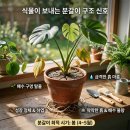 (봄맞이) 홈가드닝 이미지