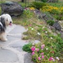 vivere 906 이미지