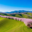 서라벌 가축개량소 | [여행 리포트] 서산 한우목장 벚꽃: 초원 위 핑크빛 물결과 겹벚꽃 가이드