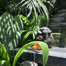 새오리330 | 25.10 발리 여행① (청주-발리 티웨이 후기, 공항 픽업 우붓 이동, 우붓 시내 0.5박 숙소 추천, Sun Sun...