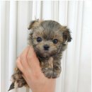 강아지분양 꽃강아지 중랑점 이미지