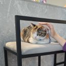 걍 추팔하려고쓰는..작년 프리미어12직관 후기 이미지