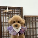 온댕 | 구미 비산•신평 애견미용 내돈내산 후기 | 스타일 요청과 결과 차이에 대한 기록