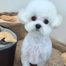 뽀송뽀송 애견미용 이미지