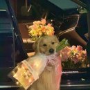 날아라슈퍼 이미지