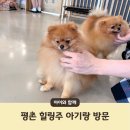 힐링주 | 안양 애견카페 평촌 힐링주 아기랑 다녀온 솔직 후기