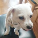 매일행복하개 이미지