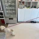 여니네 펫공방 이미지