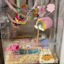 햄찌네 | 24. 피그미다람쥐 키우기 햄찌네 겨울 월동용품 구매 후기 (침낭포치, 솜포치 , [아머펫]베타 365...