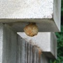 봉의산 순의비 이미지