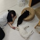 내려놓기 | 제주 서귀포 표선면 가성비 고양이숙소 내려놓기펜션 축복방후기