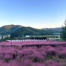 축제의 물결 | 핑크빛 물결 속의 하루, 고창 핑크뮬리 축제 후기