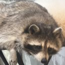 미어캣 | [홍대] 이색적인 실내 데이트 홍대 동물 카페 쥬민센터 라쿤 미어캣 먹이주기 체험 후기