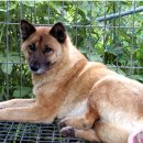 진도개영농조합 이미지