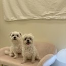 하이까미 이미지