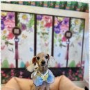 폴링인독 이미지