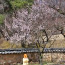 용인시 관광안내소(한국민속촌) | [용인] 한국민속촌 웰컴투조선 | 56개월 아이랑 다녀온 후기, 지금 가기 좋은 이유🌸