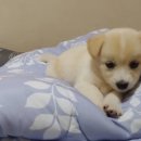 힐링주의