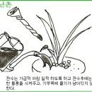 한국춘란 사(04)월달의 배양관리(732) 이미지